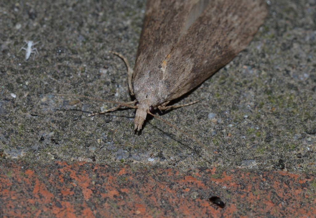 Falena da identificare